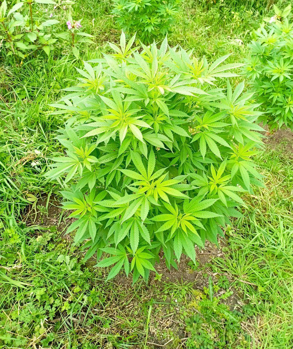 Lc24