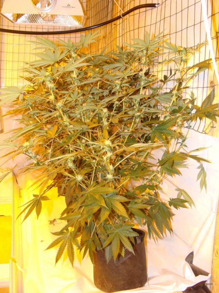 LD1f22