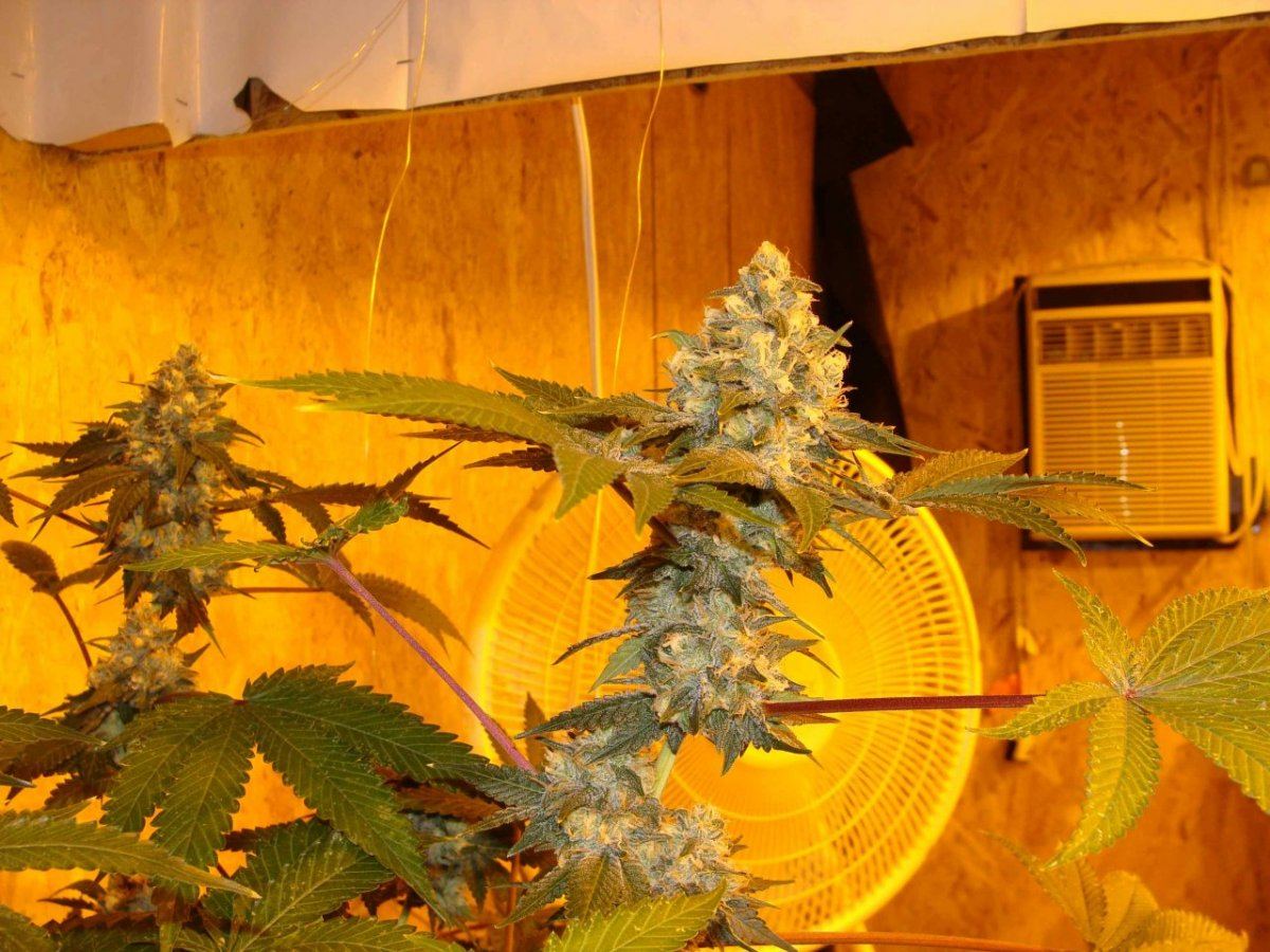 Ld1f46
