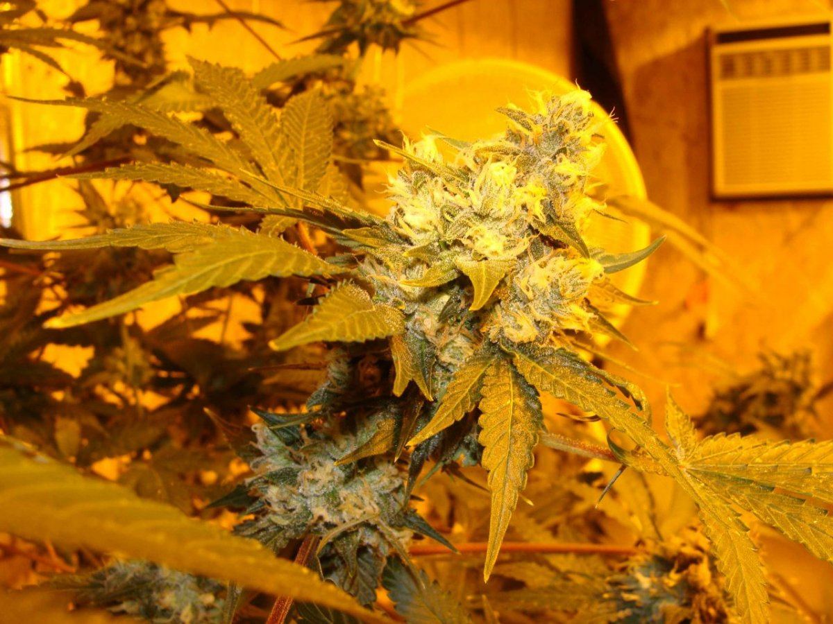 Ld1f46ii
