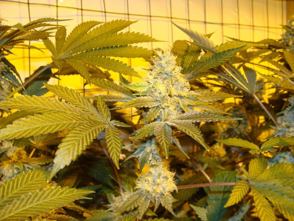 Ld2f46