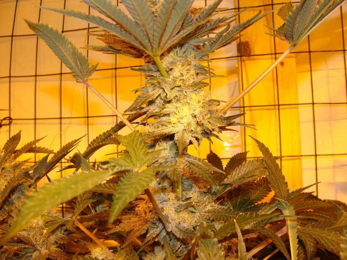 Ld3f46