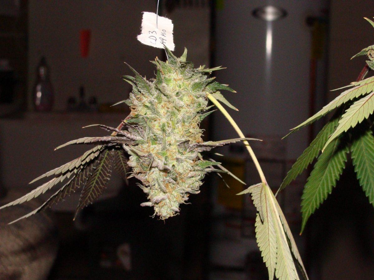 Ld3f49hung