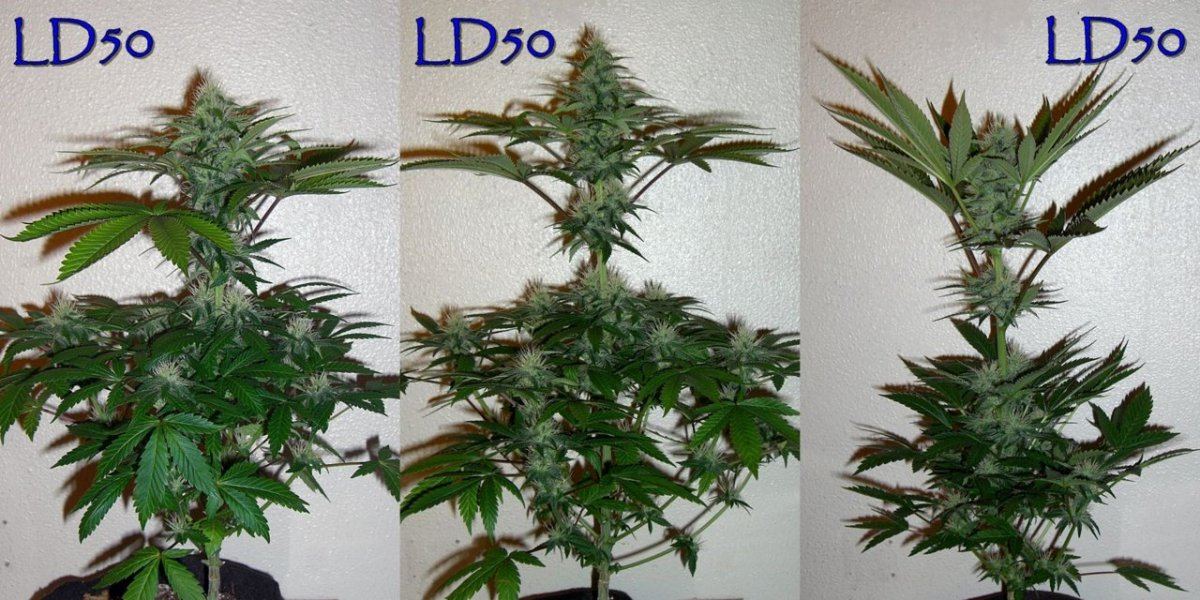 LD50