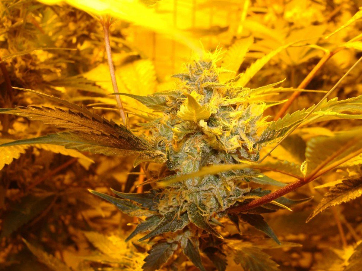 Ld5f46