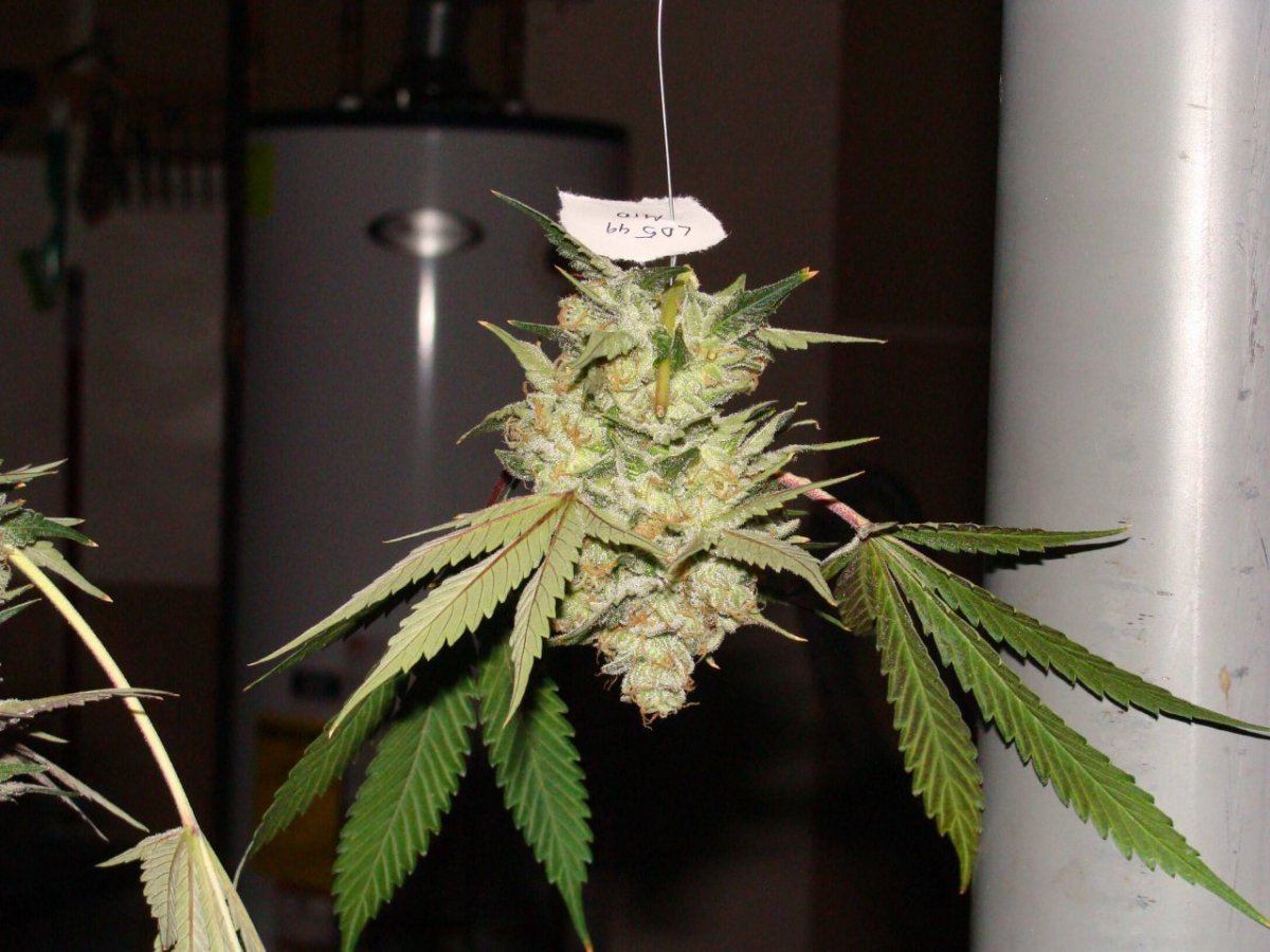 Ld5f49hung