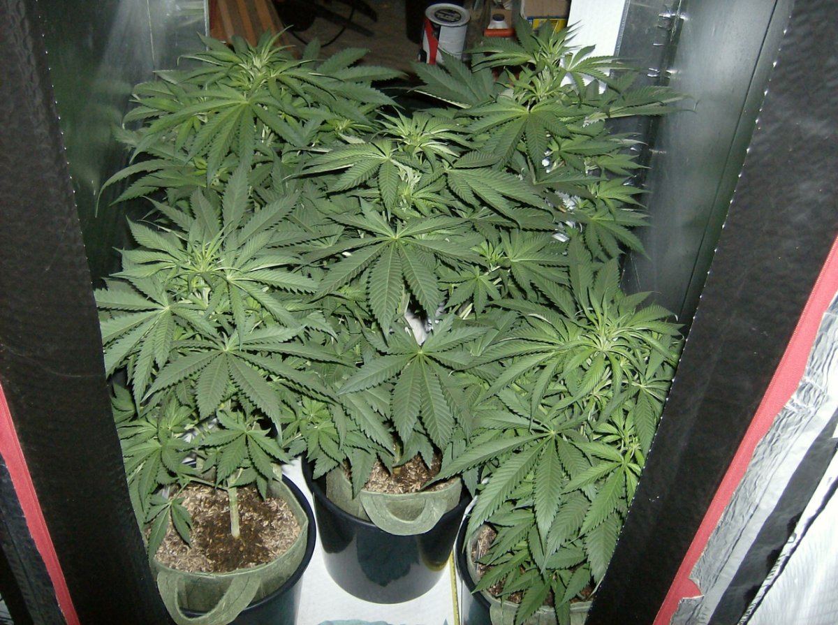 LDxW Testers Day 1 3