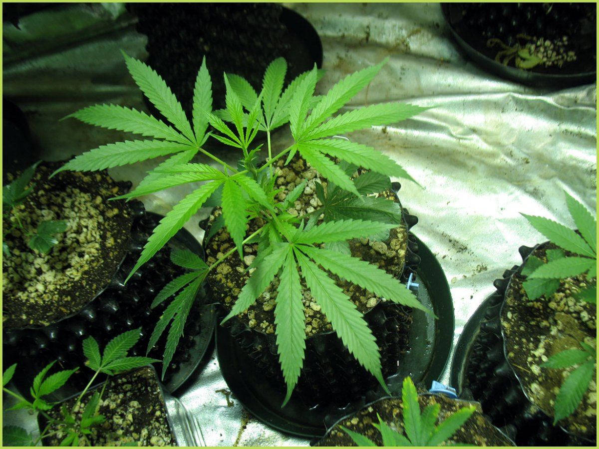 Leads grow diary 3