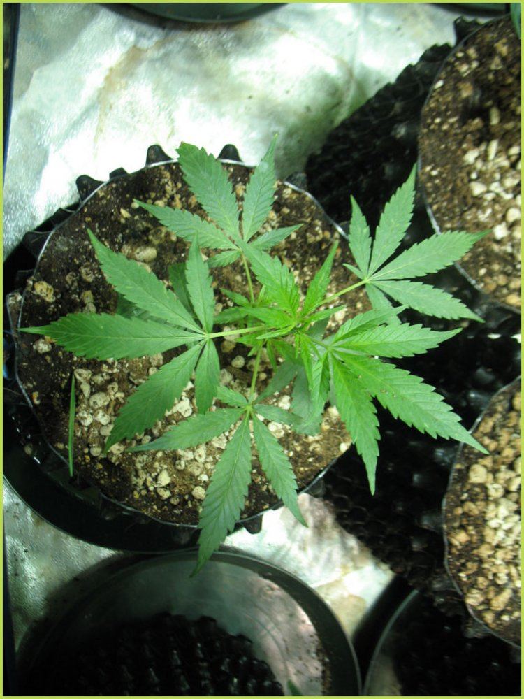 Leads grow diary 4