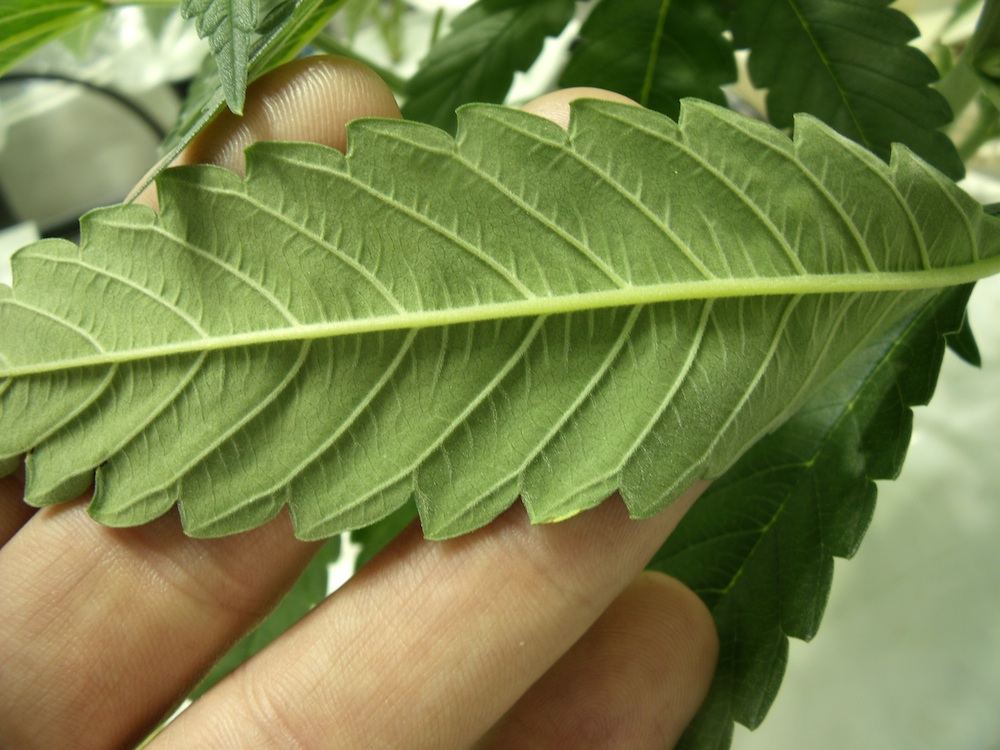 Leaf1