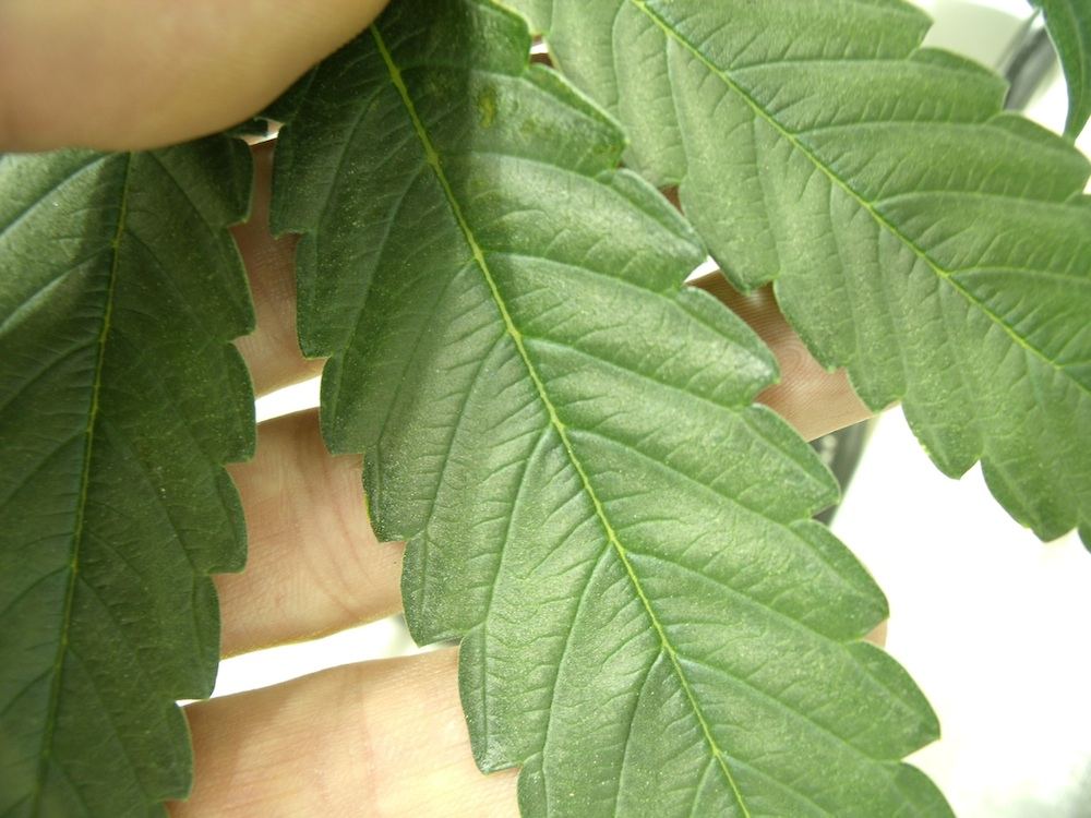Leaf2