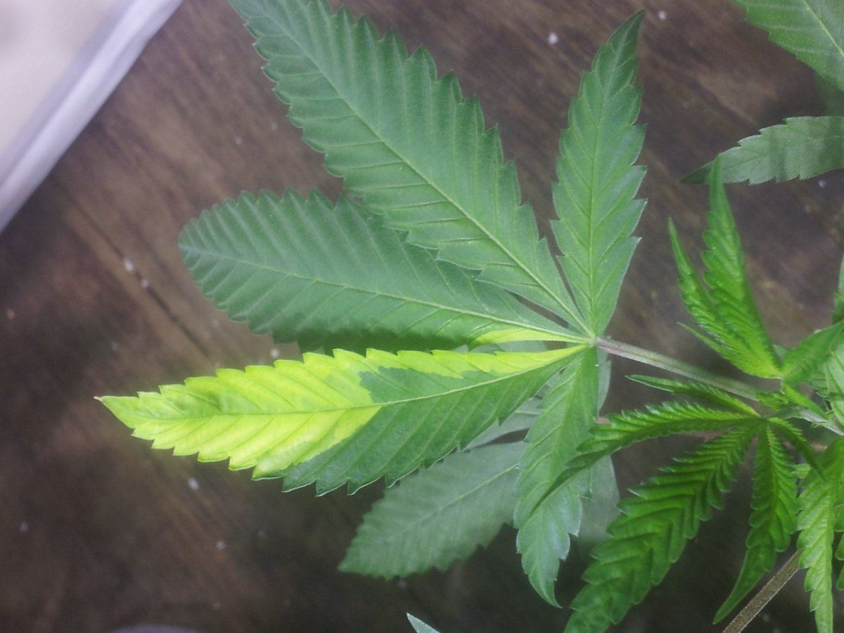 Leaf bleaching