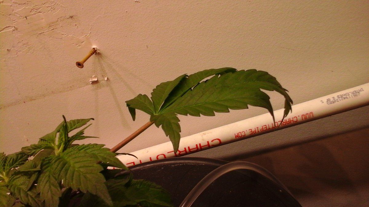 Leaf claw and some wilt need some advice