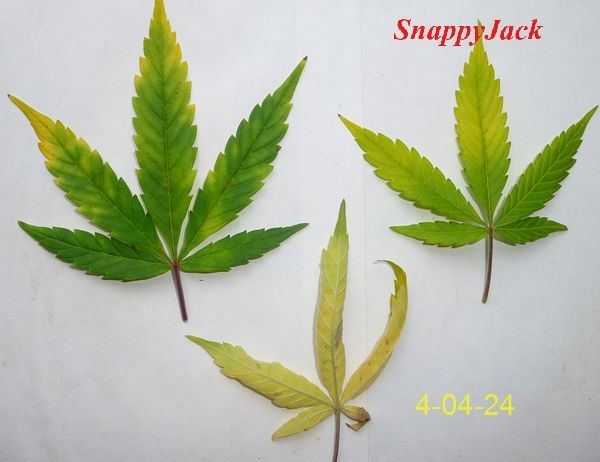 Leaf color 2