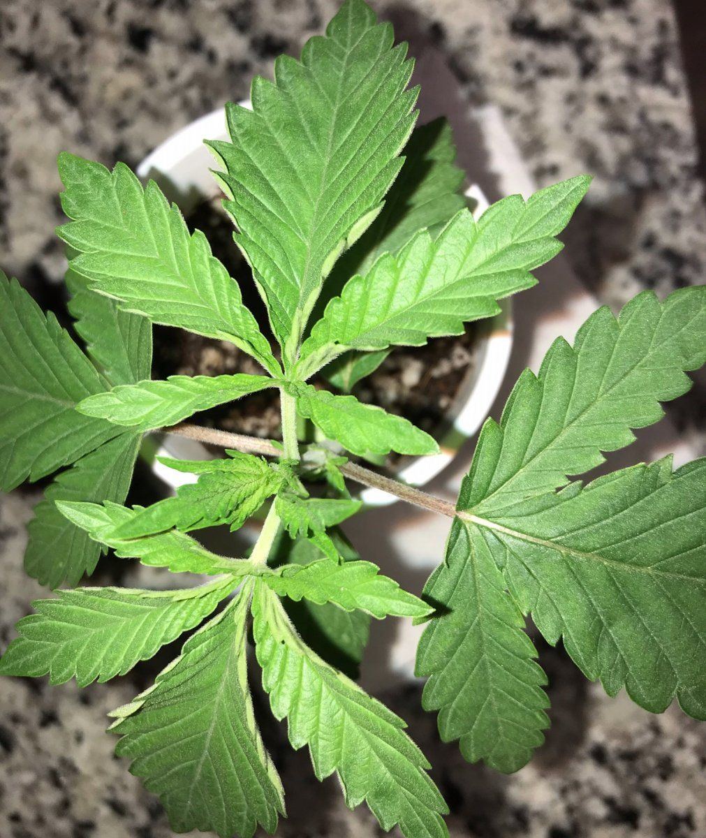 Leaf curl 2