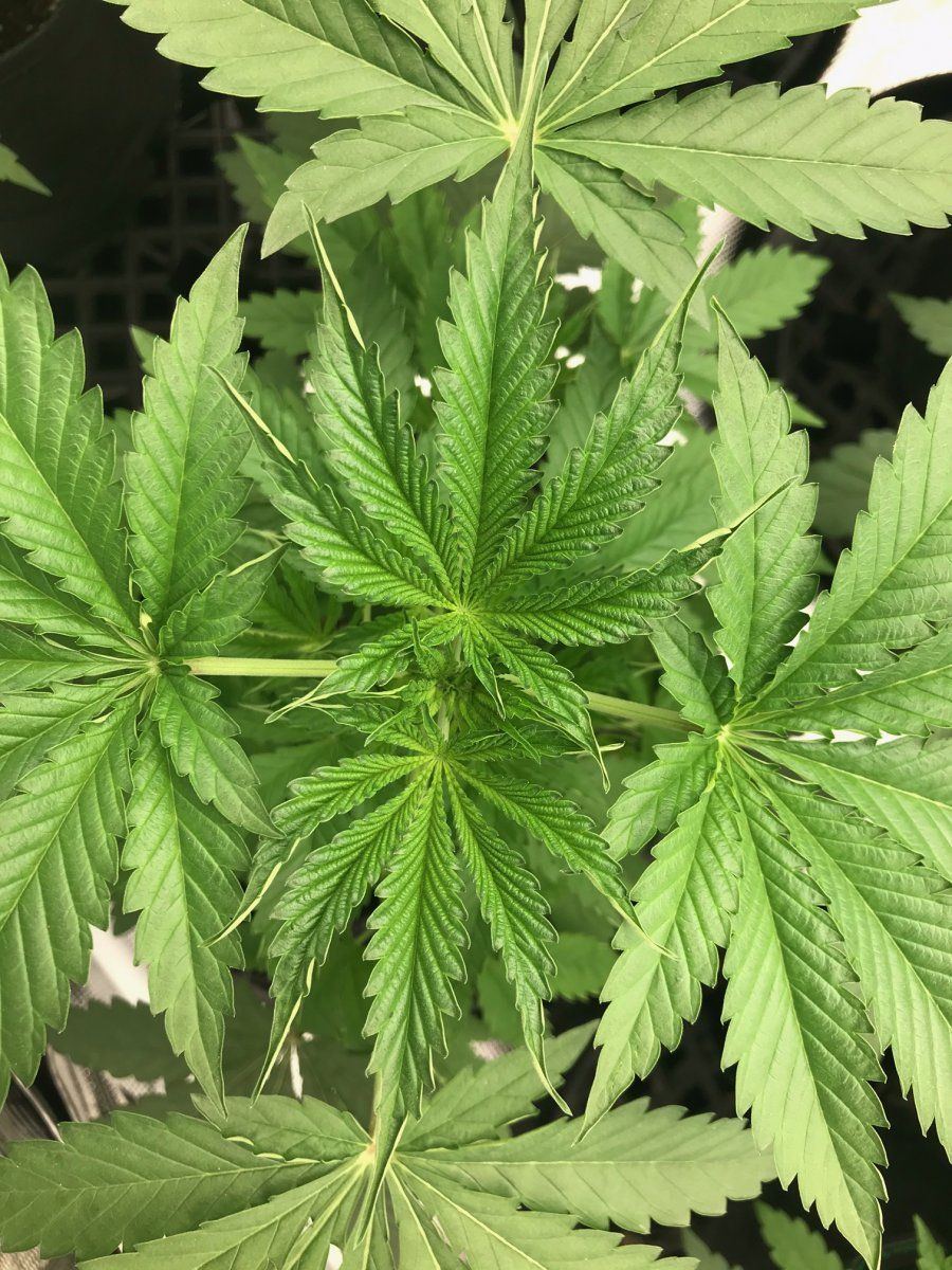 Leaf curl 3