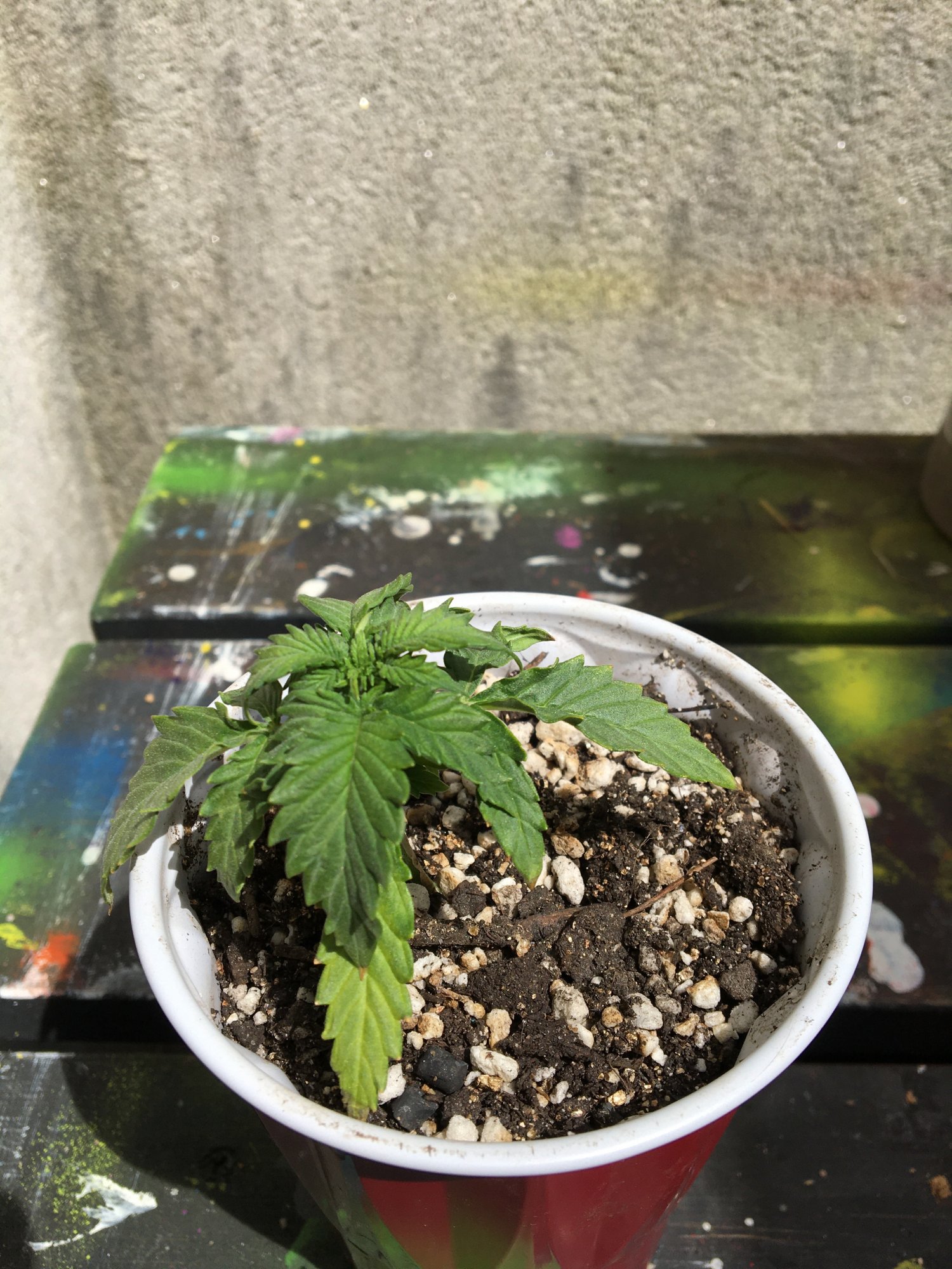 Leaf curling and yellowing issues on seedlings 3