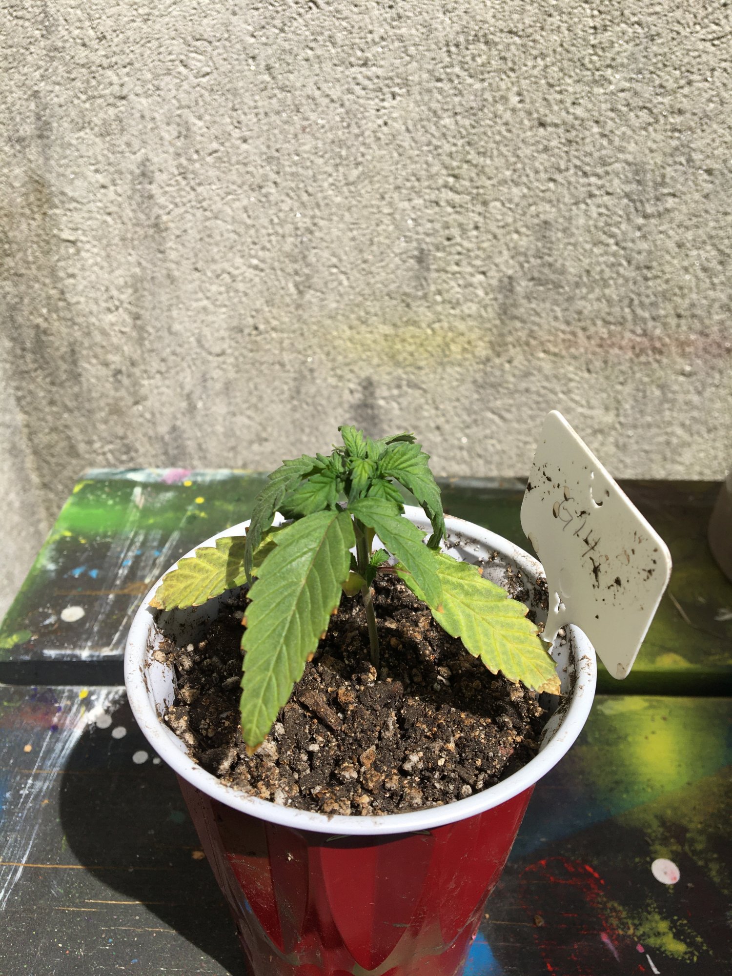 Leaf curling and yellowing issues on seedlings 4