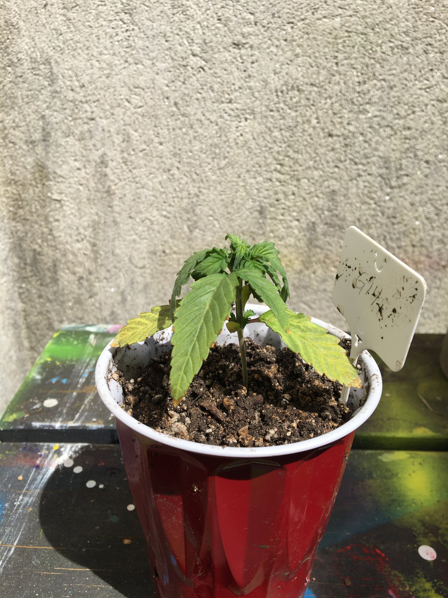 Leaf curling and yellowing issues on seedlings 5
