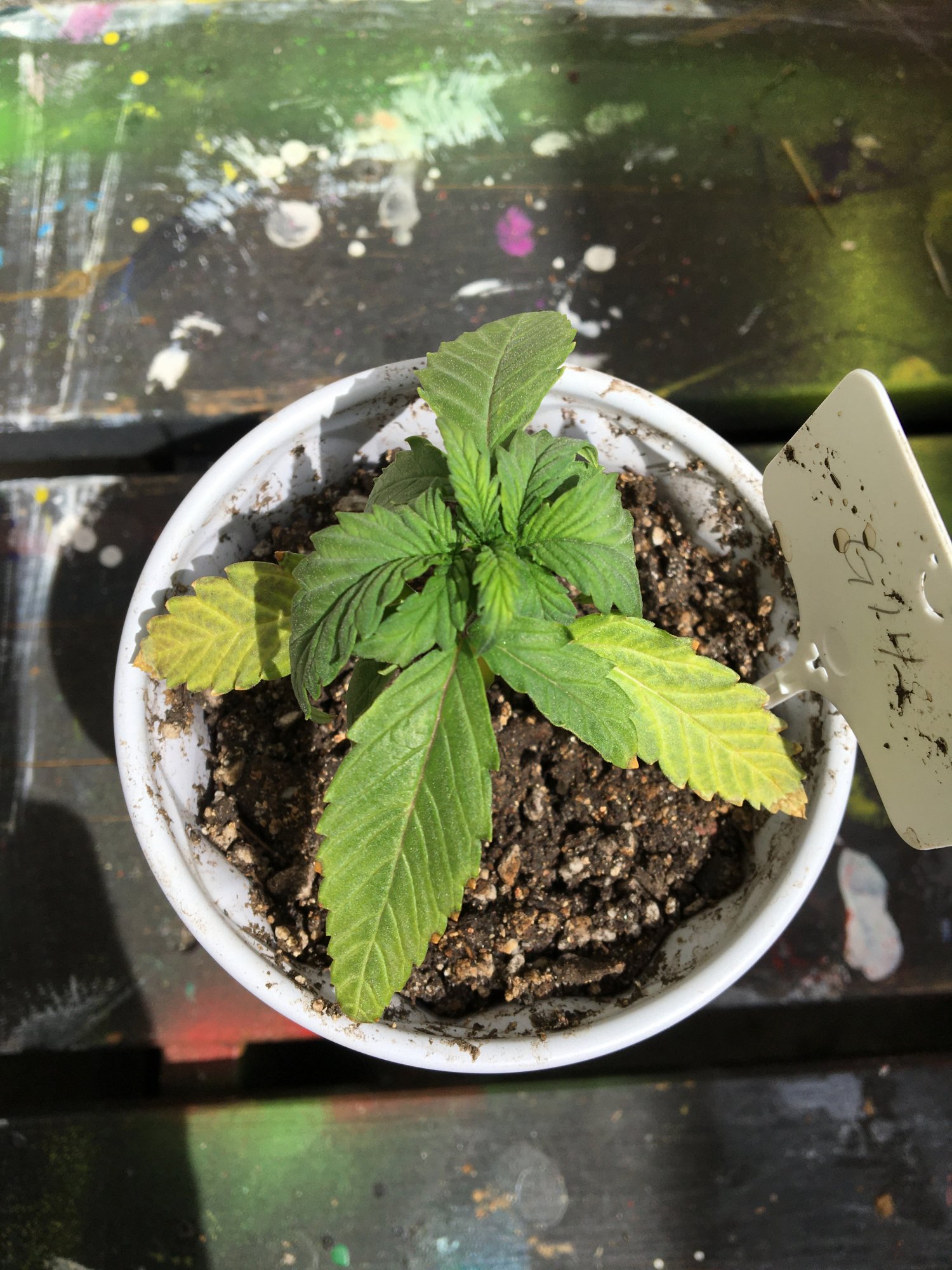 Leaf curling and yellowing issues on seedlings 6