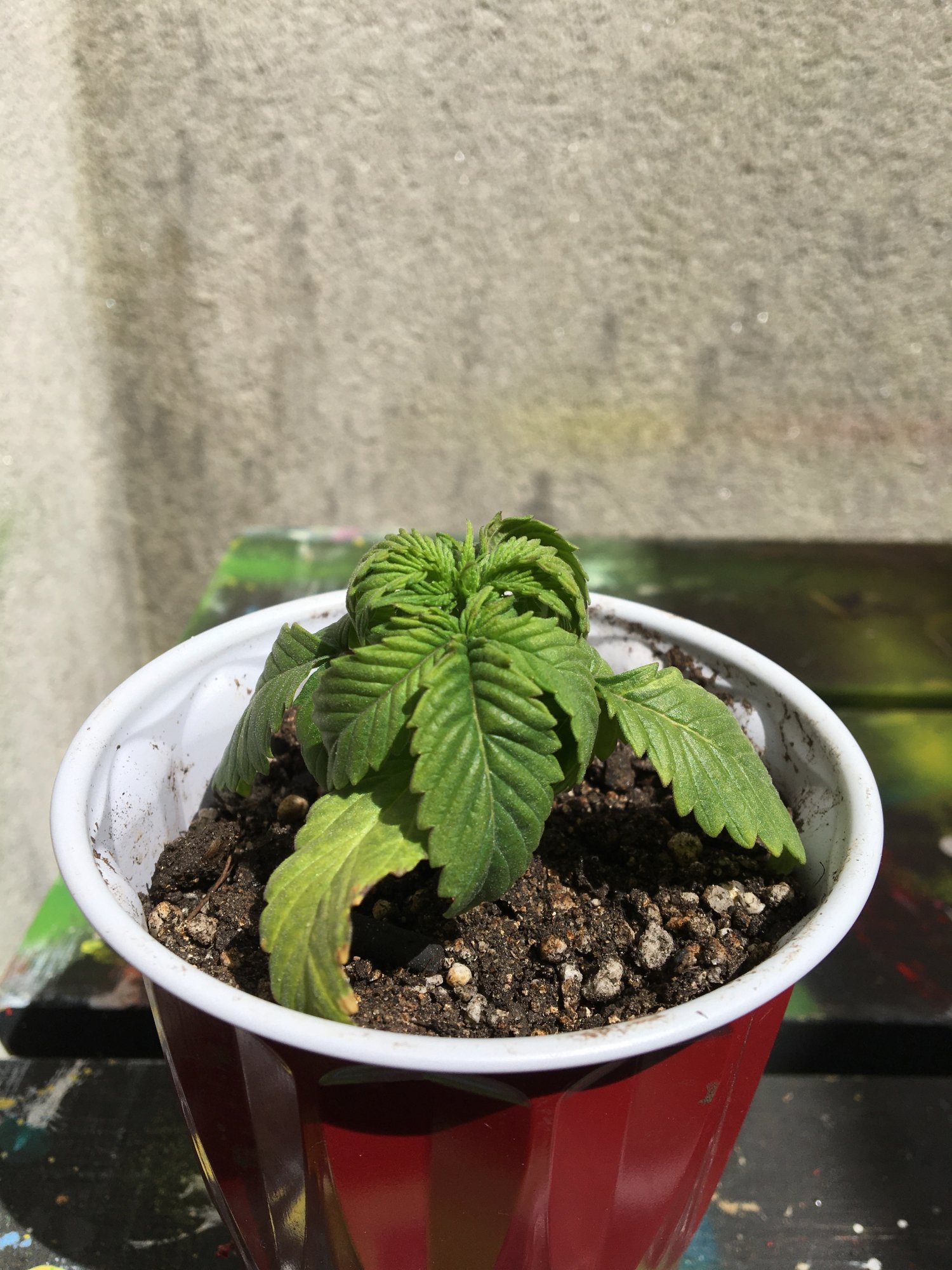 Leaf curling and yellowing issues on seedlings 8