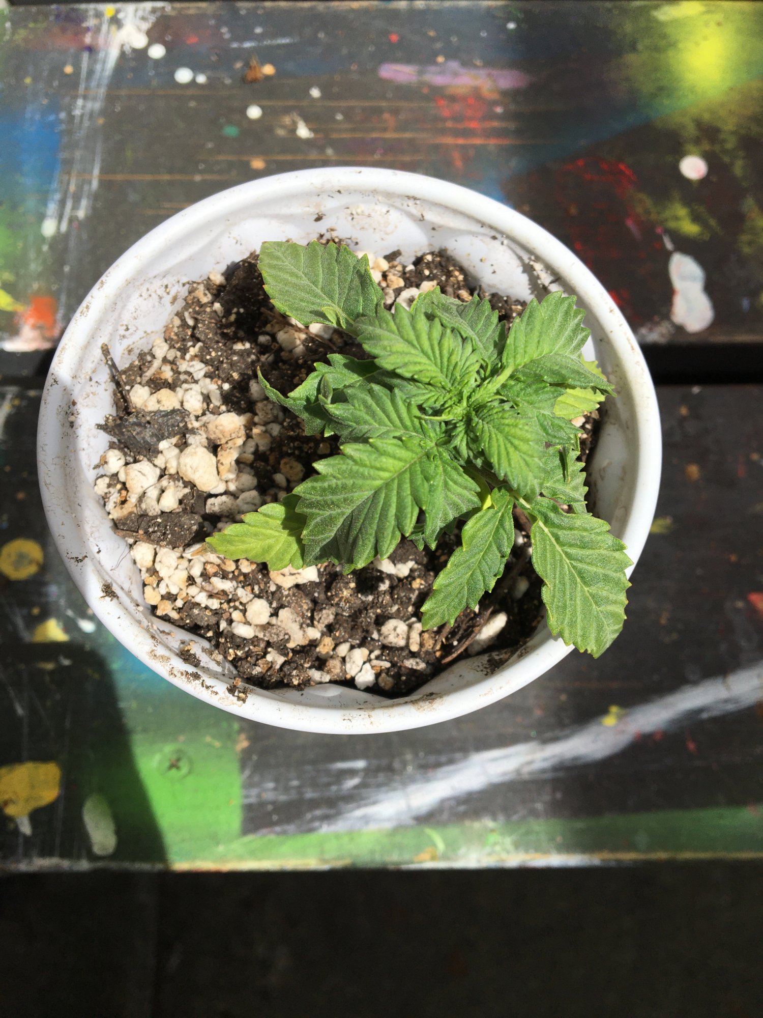 Leaf curling and yellowing issues on seedlings