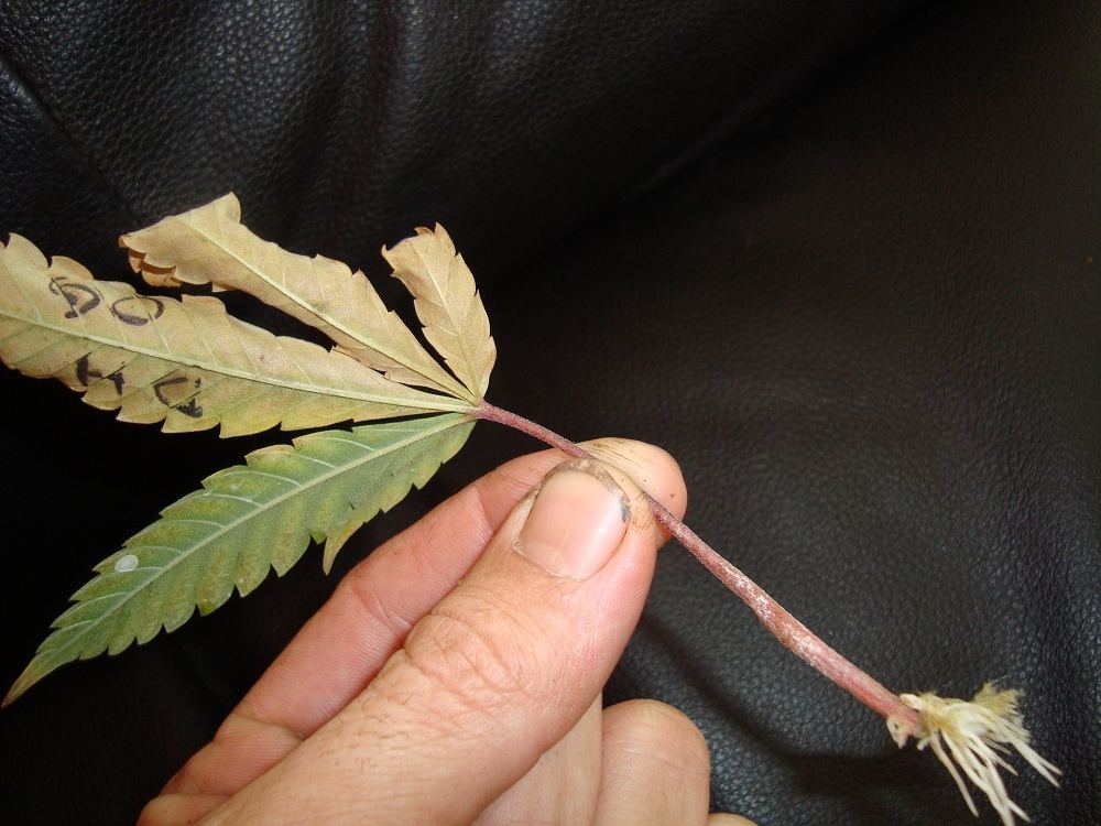 Leaf cutting 002