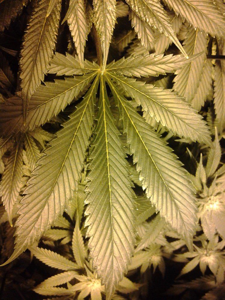 Leaf day 24
