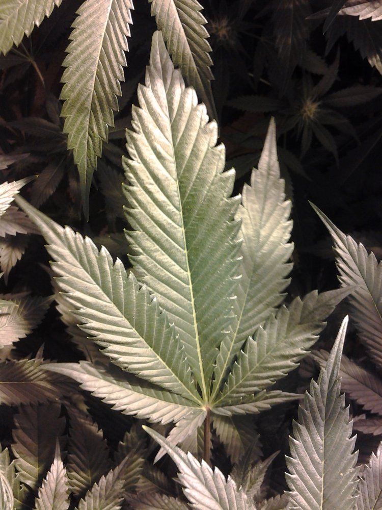 Leaf day24 flower