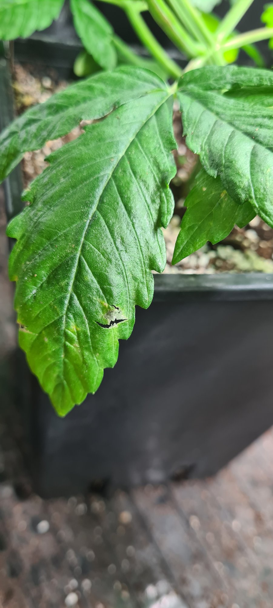 Leaf deformation deficiency or pest 4