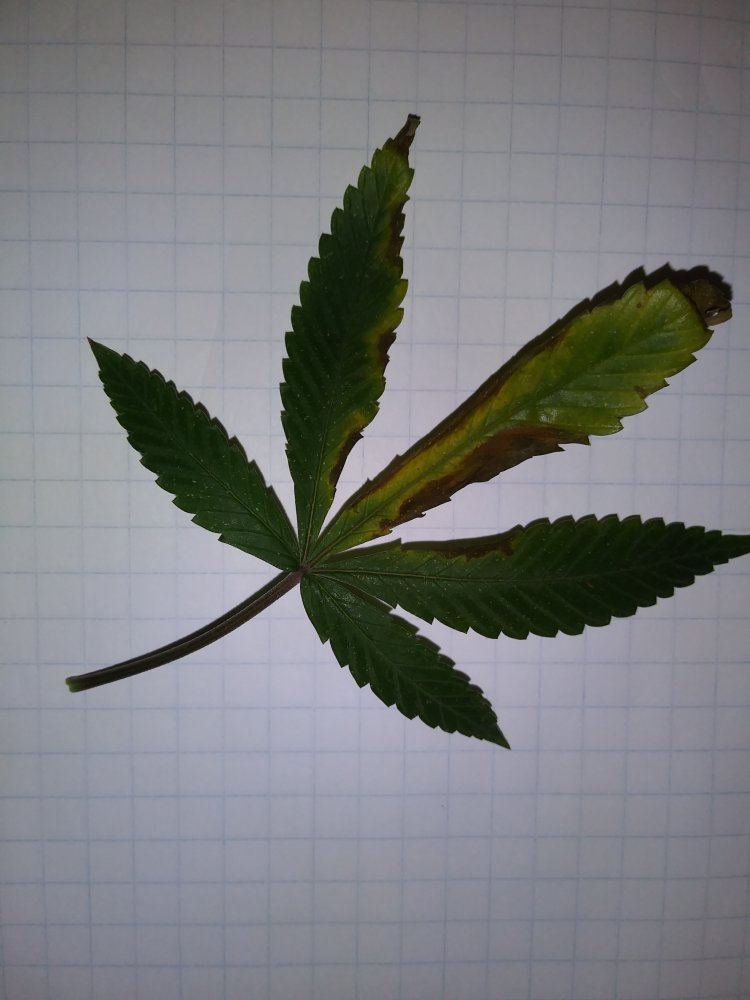 Leaf diagnosis help
