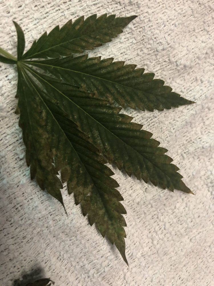 Leaf diagnosis unusual look 2