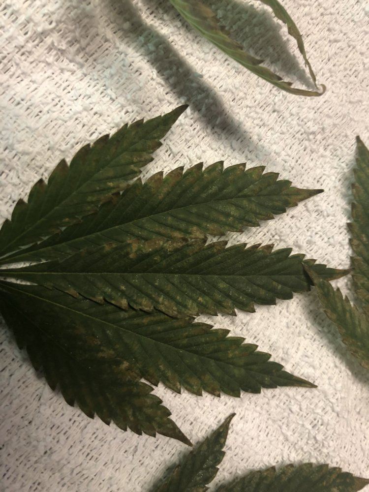 Leaf diagnosis unusual look