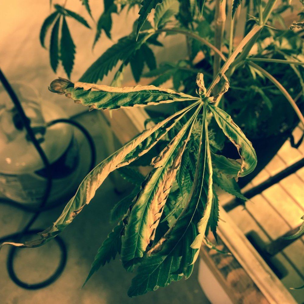 Leaf die off and discoloration