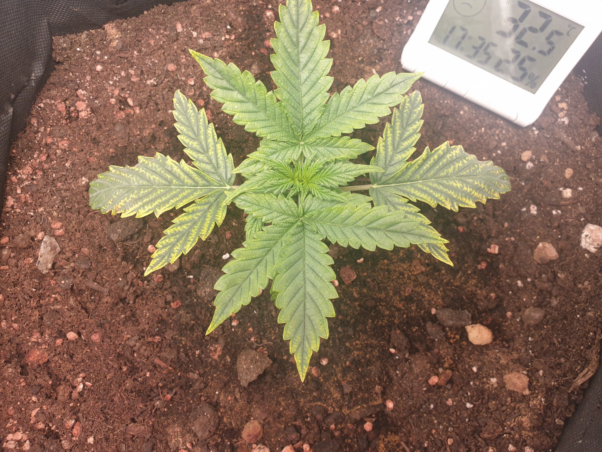 Leaf discolorization from early on why 2