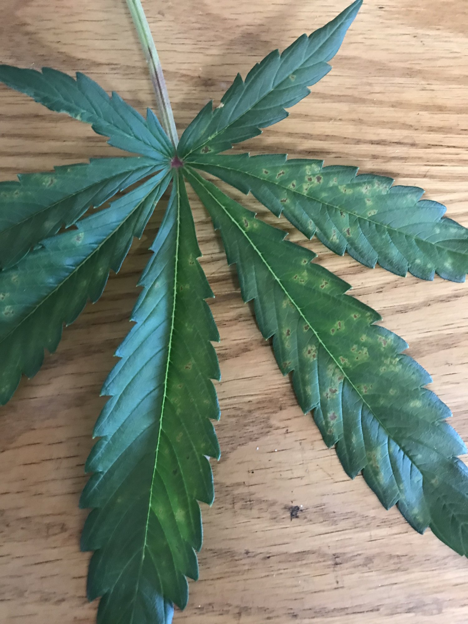 Leaf issue with one of my plants 2