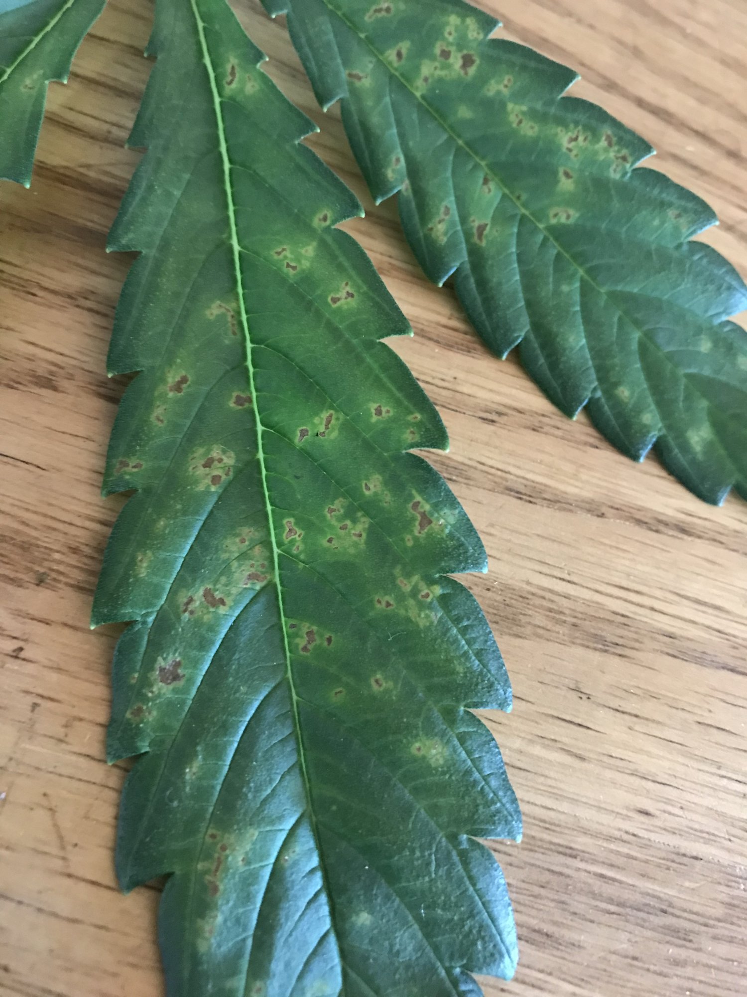 Leaf issue with one of my plants
