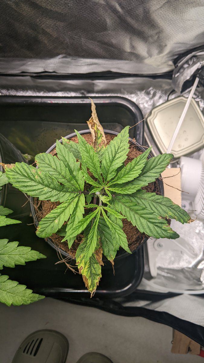 Leaf issues with capillary grow 4