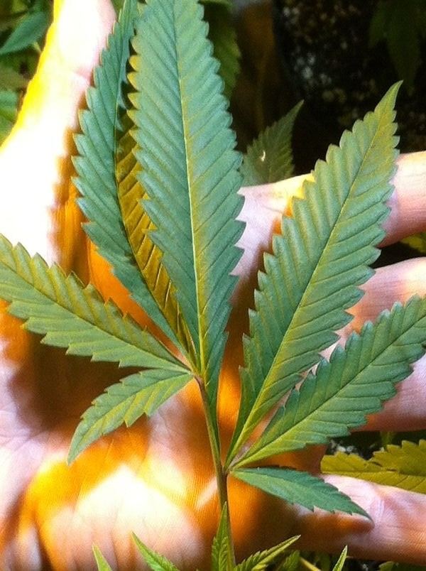 Leaf