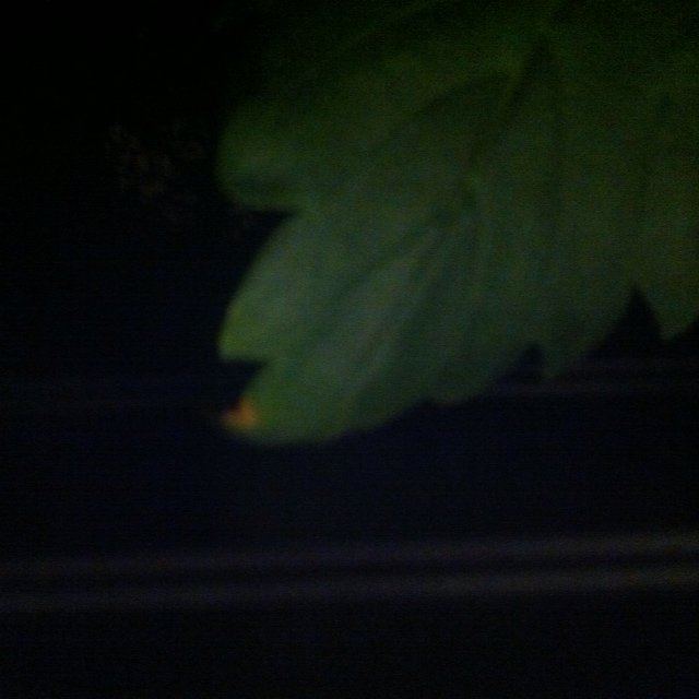 LEAF