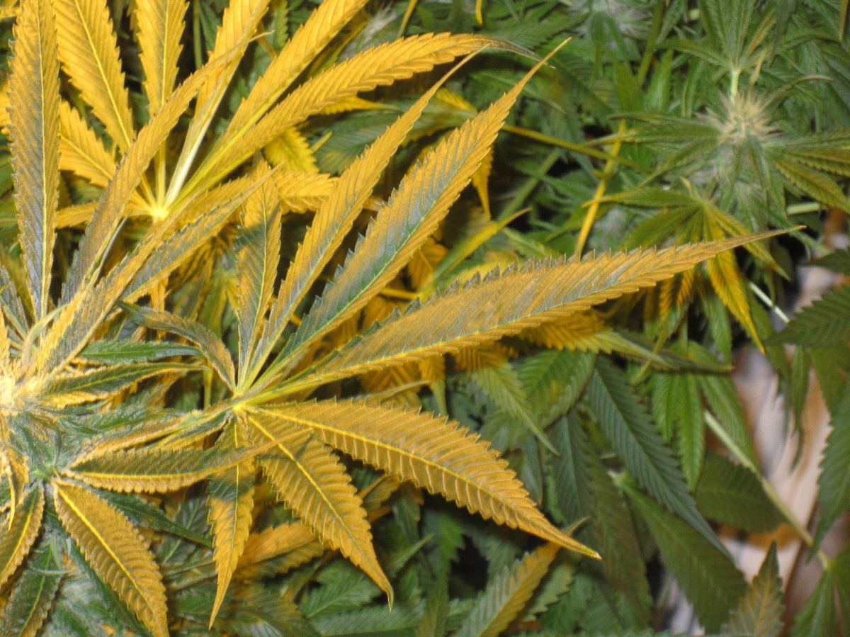 LEAF