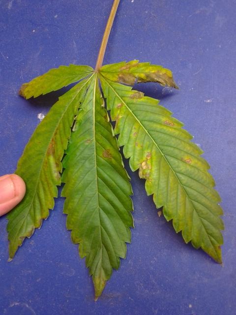 Leaf pic