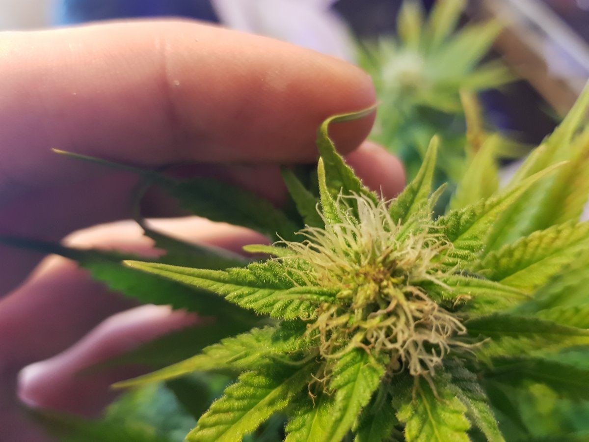 Leaf prob now effecting bud  please help 4