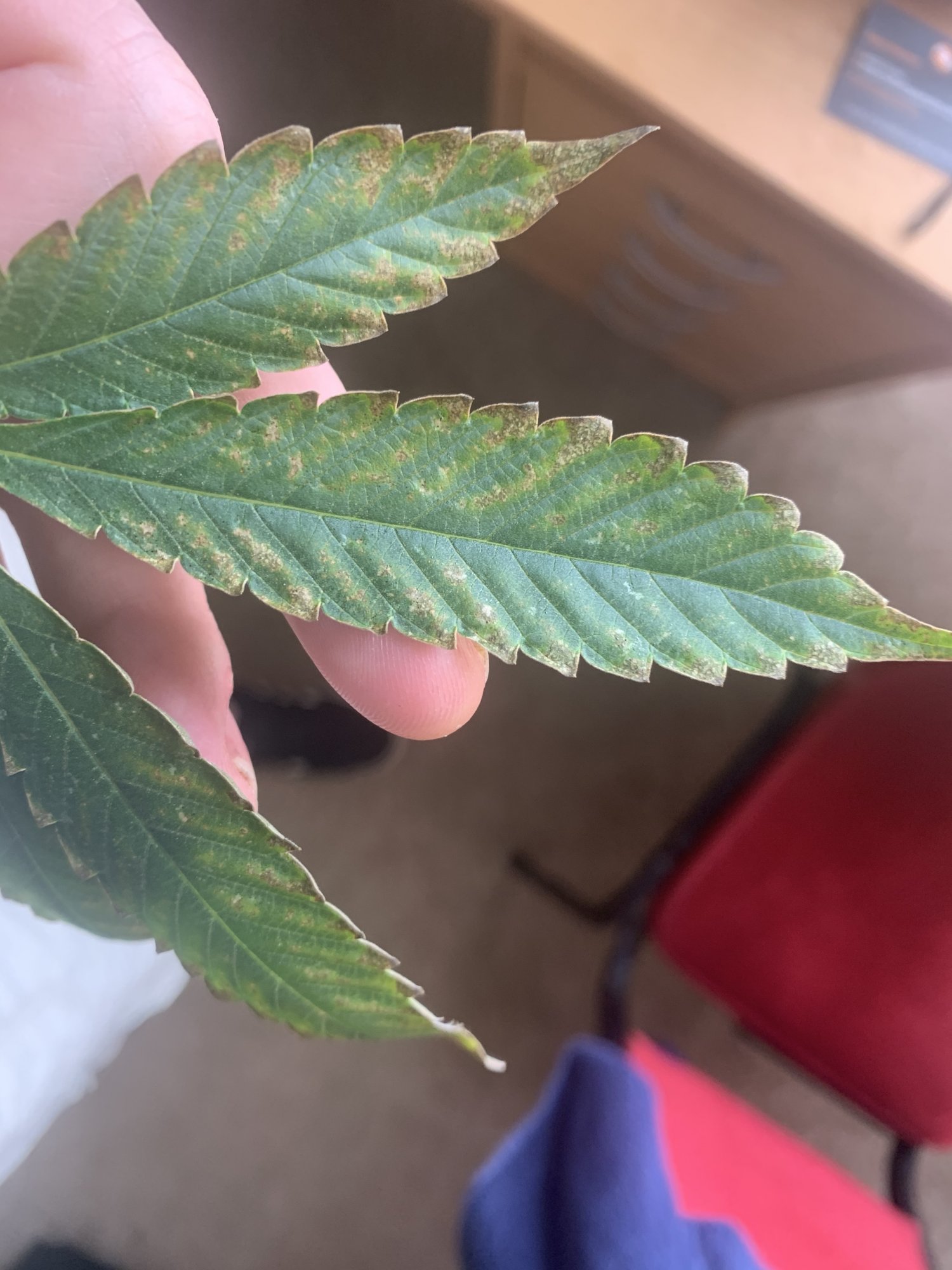 Leaf problems during flowering phase