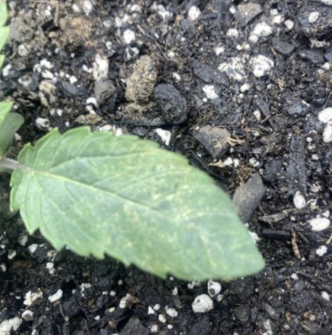 Leaf septoria calcium deficiency in seedling or normal