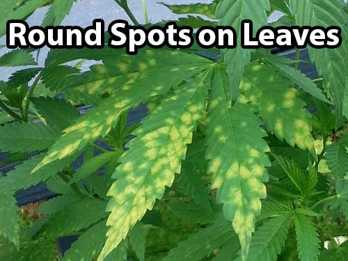 Leaf septoria cannabis