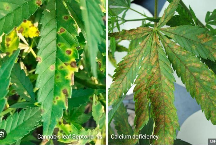 Leaf septoria