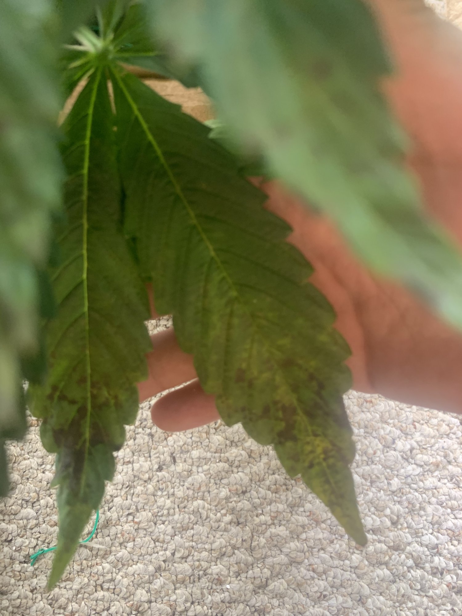 Leaf septoria or deficiencies