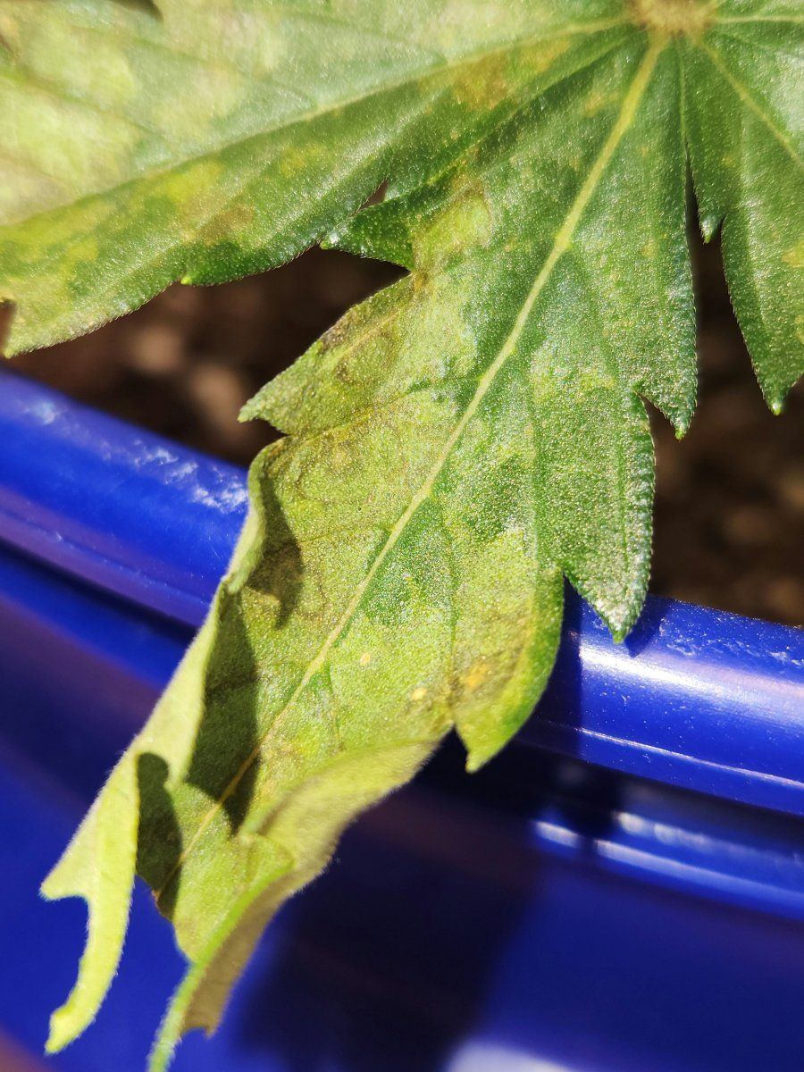 Leaf septoria or leaf burn