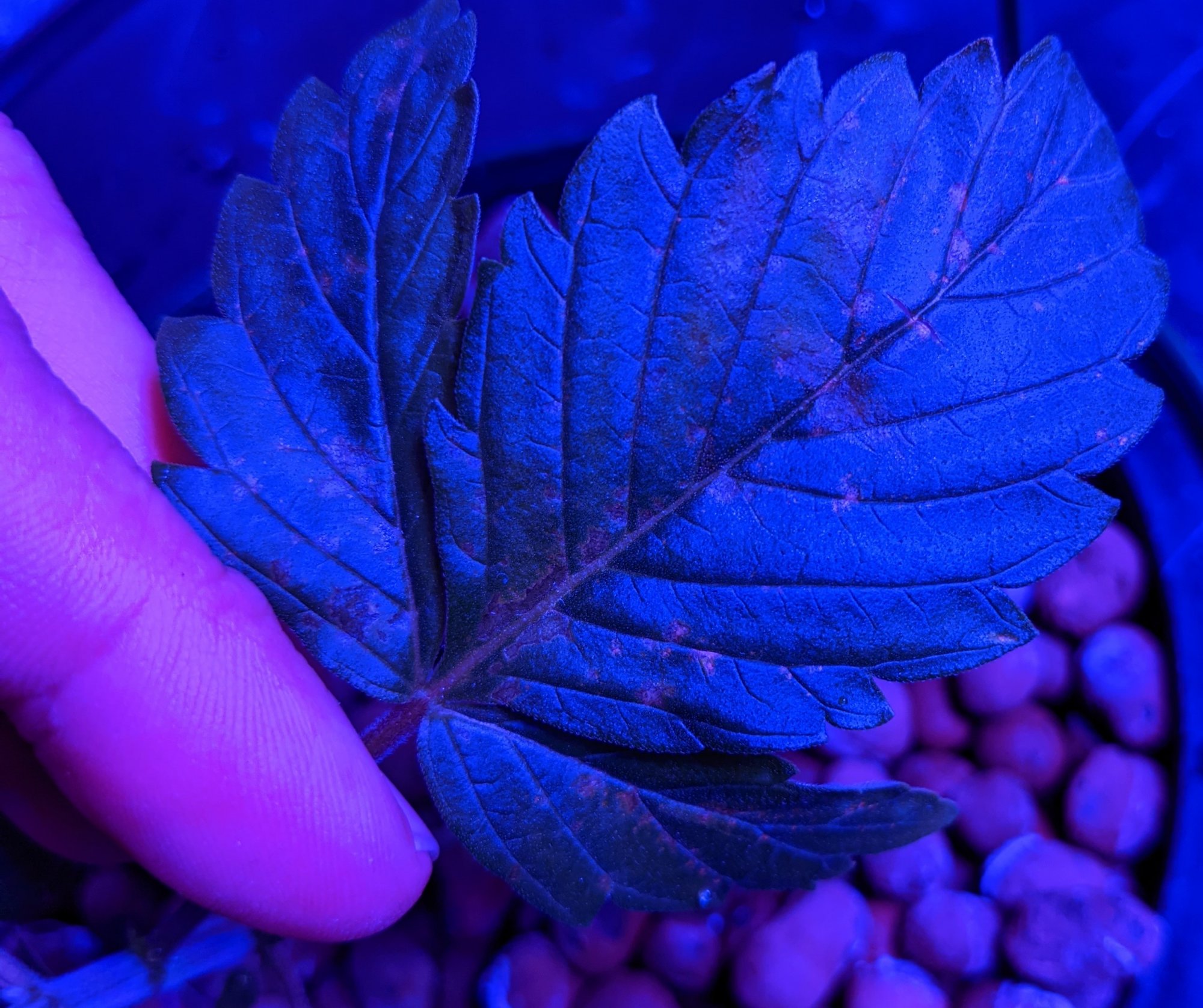 Leaf septoria or nitrogen deficiency 14